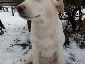 Labrador