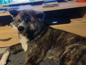 Akita Inu Rüde sucht besondere Menschen