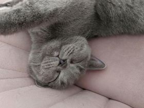 BKH weiblich sucht neue Haus