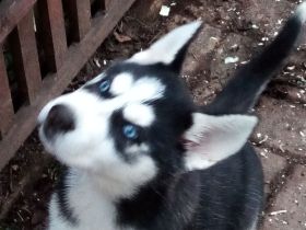 Siberian Huskywelpen