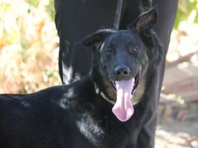 Liebenswerter Bruno sucht Dich zum Kuscheln