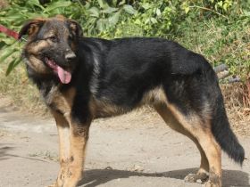 Traumhund Gus möchte dein Herz erobern