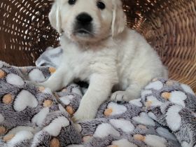 Golden Retriever Welpen mit Ahnentafel