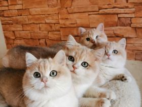 Reinrassigen BKH Kitten