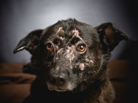 Kotangens, ruhige, unauffällige, scheue Hundedame, 7 Jahre alt, kastriert, 46 cm