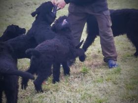 Welpen aus Riesenschnauzer Zucht