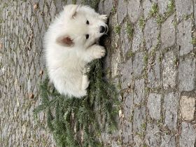 Weiße Schweizer Schäferhunde 3 Rüden suchen noch ihre Familie