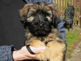 Cao da Serra de Aires (Portugiesischer Hütehund) mit VDH Ahnentafel