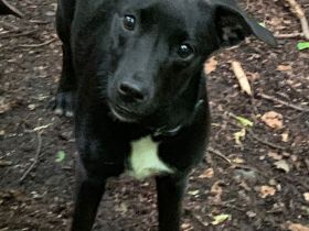 Sorgenfell Lia sucht ein zu Hause