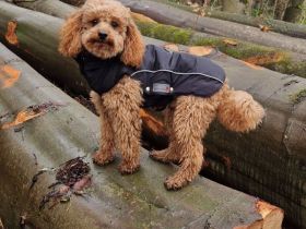 Zwergpudel Deckrüde Apricot