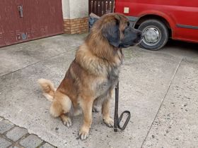 Leonberger Deckrüde (Kein Verkauf)