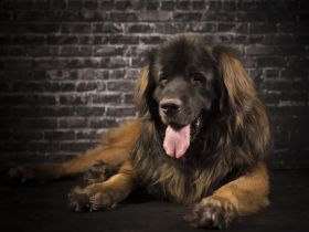 Leonberger Deckrüde (kein Verkauf)