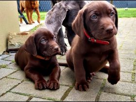 Weimaraner x Labradorwelpen ( Labmaraner)