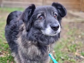 Aran sucht erfahrenes, geduldiges Zuhause