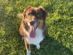 Webo - Deckrüde - kein Verkauf