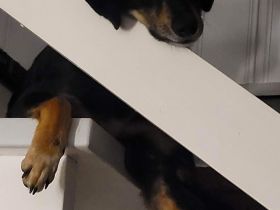 Hündin Melody sucht ihr Zuhause