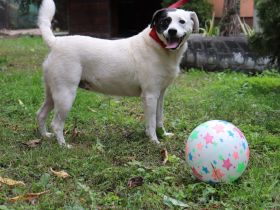 liebe,kastrierte Gina, geb.22.03.2018, ca.50 cm, lebt im Außenzwinger in Rumänien im Tierheim. Wir s