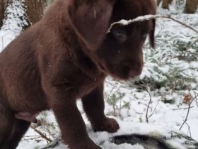 Schoko Labrador Rüde, darf ab sofort in eine Liebevolle Familie ziehen