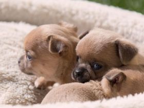 Chihuahua Welpen Wien AT