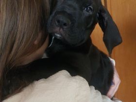 Bordeaux Dogge - Deutsche Dogge