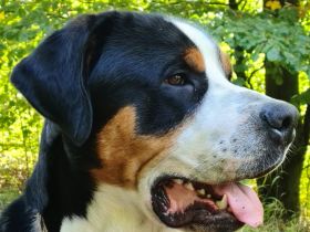 Grosser Schweizer Sennenhund zuchttauglicher Deckrüde mit Papieren