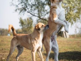 lieber,kastrierter Caramel lebt im Außenzwinger in Rumänien; wir suchen ein Heim für ihn