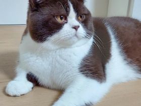 BKH Britisch Kurzhaar Kater mit Stammbaum!