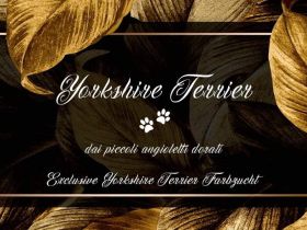 dai piccoli angioletti dorati