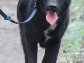 Verschmuste Kaya sucht ihre Familie