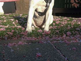 Old Englisch Bulldog