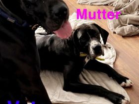 Deutsche Doggen Welpen