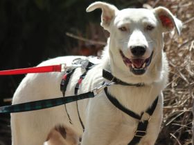 Teddy sucht seine Lieblingsmenschen