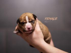 American Bully Welpen