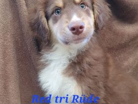 Australian shepherd welpen