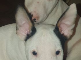 Bullihelden dürfen ausziehen! Reinrassige Miniatur Bullterrier Welpen € 2.250,- Festpreis