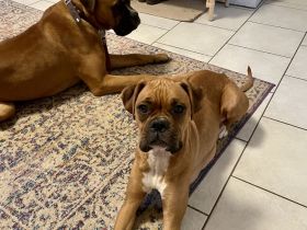 Deutsche Boxer Welpen