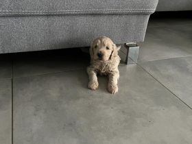 Wir züchten Goldendoodles in traumhaften Farben