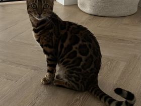 Bengal Kitte