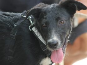 Karlie sucht sein Ticket ins Glück