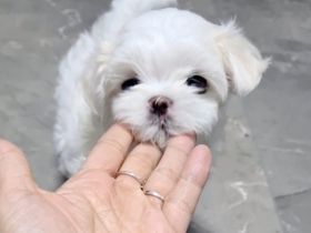 Bildschöne REINRASSIGE MINI MALTESER PÜPPCHEN