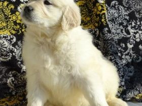 Wunderschöner reinrassiger Junge und Mädchen