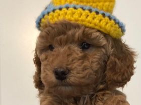 Zwergpudel Welpen mit DPK ev/VDH/FCI Ahnentafel