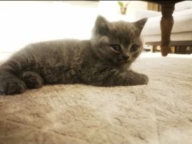 BKH Kitten 7 w. mit Mama und viel Zubehör