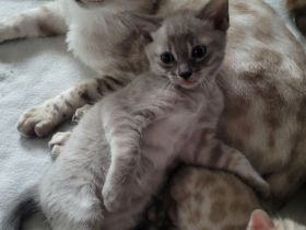 Bengalen in Exklusivfarben mit Sorglospaket v Züchter