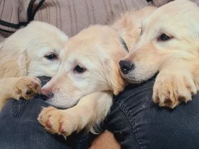 Wunderschöne  reinrassige Golden Retriever Welpen