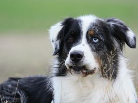 Balou, sportlicher Familienhund, sucht hunderfahrene Besitzer