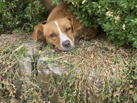 HUNDERESIDENZ IN ELZ-HADAMAR