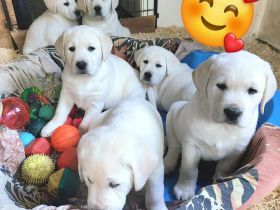 Labradorwelpen weiss mit Ahnentafel