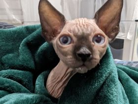 Kanadische Sphynx