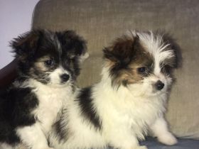 Bichon Frisé - Spitz - Welpen / Mischlingswelpen